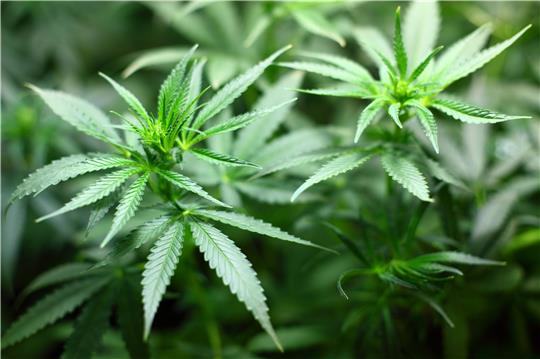 Wegen des Anbaus von Cannabispflanzen stehen fünf Albaner vor dem Landgericht Braunschweig. Archivfoto: Pixabay