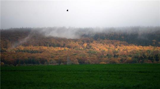 Wegen des Klimawandels ist der Zustand vieler Wälder in Niedersachsen schlecht. (Archivfoto)