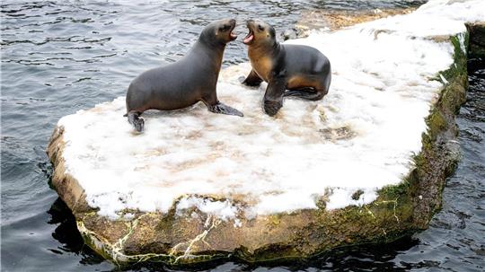 Wegen eines Wasserrohrbruchs bleibt der Zoo am Meer bis 12. Januar geschlossen. (Archivbild)