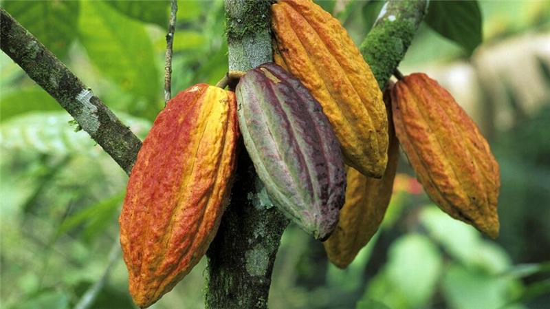 Gestiegene Schokoladenpreise: Wird nun weniger genascht? Wegen schlechter Ernten ist der Kakaopreis gestiegen.