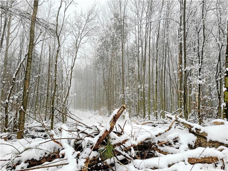 Wütende Harlingeröder gehen auf die Barrikaden Wehen durch diese Schneisen im Wald nun Schadstoffe nach Harlingerode? Darüber ist ein heftiger Streit entbrannt, bei dem mittlerweile die Fronten verhärtet sind. Sogar die Berichterstattung wird – weil nicht ausschließlich die Harlingeröder zu Wort kommen – kurzerhand als falsch und nicht neutral abgestempelt. Am Mittwoch nun wird es beim Pur-Stammtisch im direkten Austausch zur Sache gehen. Foto: Exner