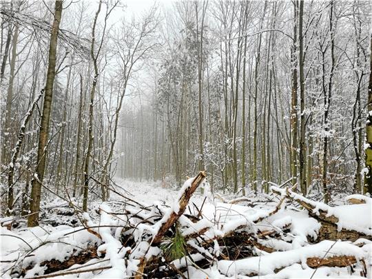 Wehen durch diese Schneisen im Wald nun Schadstoffe nach Harlingerode? Darüber ist ein heftiger Streit entbrannt, bei dem mittlerweile die Fronten verhärtet sind. Sogar die Berichterstattung wird – weil nicht ausschließlich die Harlingeröder zu Wort kommen – kurzerhand als falsch und nicht neutral abgestempelt. Am Mittwoch nun wird es beim Pur-Stammtisch im direkten Austausch zur Sache gehen. Foto: Exner