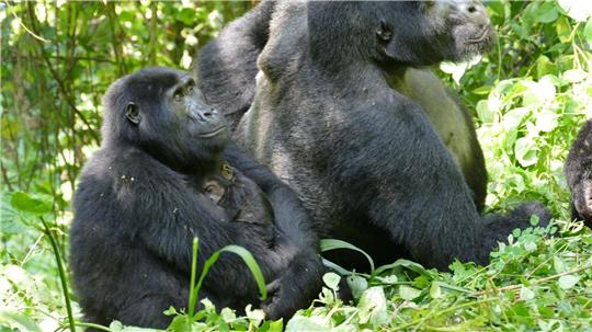 Weibliche Berggorillas können ganz schön alt werden - wie hier im Bwindi Impenetrable Nationalpark. (Archivbild)