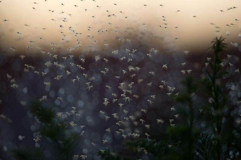 Weiblichen Mücken stechen, da sie zum Eierlegen Eiweiß benötigen. Foto: Jochen Lübke/dpa/dpa-tmn