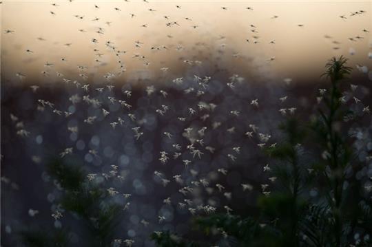 Weiblichen Mücken stechen, da sie zum Eierlegen Eiweiß benötigen. Foto: Jochen Lübke/dpa/dpa-tmn