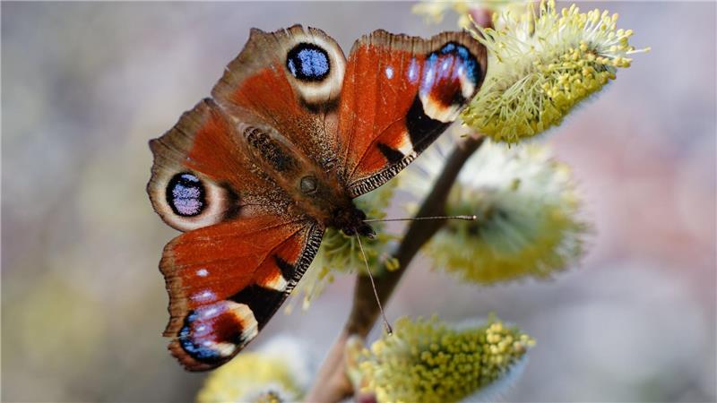 Weidenkätzchen zählen zu den beliebten Nahrungsquellen für Insekten. (Archivbild)