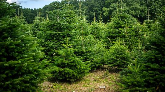 Weihnachtsbäume werden häufig auf Plantagen angebaut.