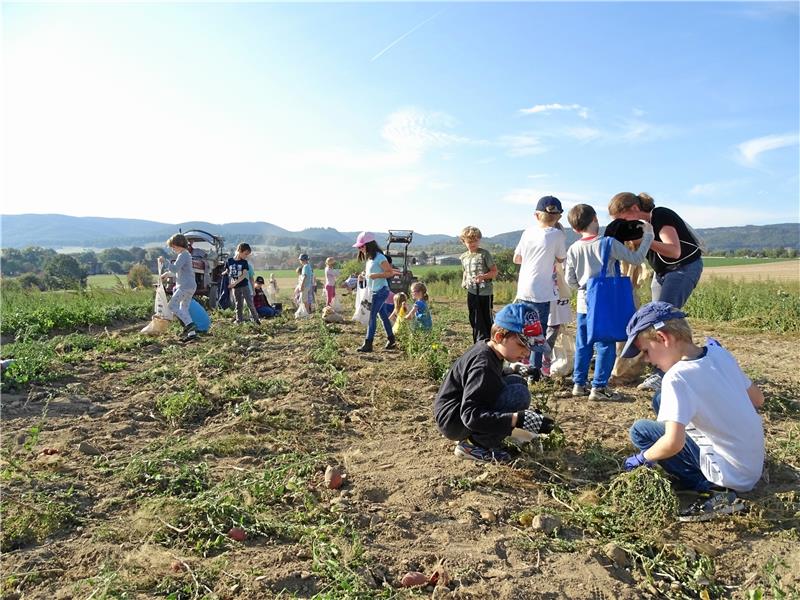 Weil die Ernte in diesem Jahr so gut ausgefallen ist, dürfen die Westeröder Grundschüler auf dem Feld von Konrad Buritz Kartoffeln sammeln, die sie anschließend an die Goslarer Tafel spenden.  Fotos: Exner