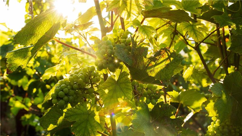 Wein braucht viel Sonne und hat es gerne trocken und warm.