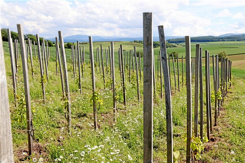 Weinanbau auf dem Weingarten: 200 Pflanzen wachsen in der Gemarkung südlich von Neuenkirchen. Wenn der Ertrag steigt, reicht der Wein vielleicht für eine Verkostung auf einem Dorffest. Fotos: Kühlewind