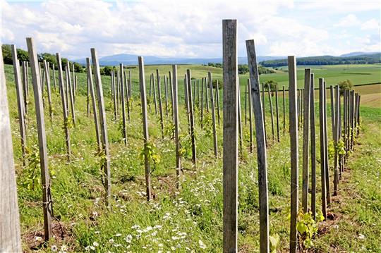 Weinanbau auf dem Weingarten: 200 Pflanzen wachsen in der Gemarkung südlich von Neuenkirchen. Wenn der Ertrag steigt, reicht der Wein vielleicht für eine Verkostung auf einem Dorffest. Fotos: Kühlewind