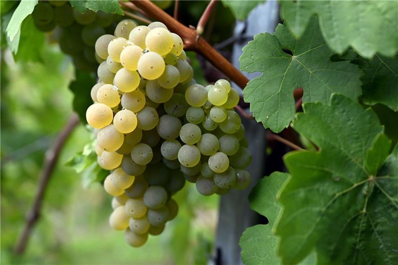 Weinlese fast abgeschlossen: Winzer zufrieden Weintrauben hängen an Weinreben in einem Weinberg.