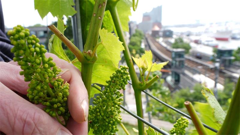 Weintrauben in der Nähe der Elbphilharmonie. Ja, im Hamburger Hafen wird Wein angebaut.