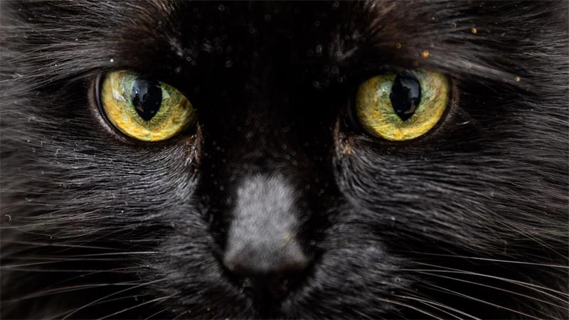 Weiß eine KI, was diese Katzenaugen sagen? 