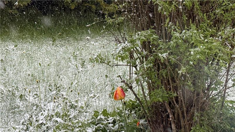 Weißer Pulverschnee legt sich über den sonst schon grün blühenden Rasen.