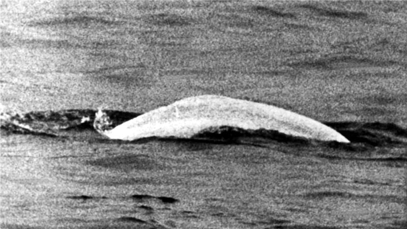 Weißer Wal im trüben Rhein: Fast einen Monat lang war Moby Dick 1966 zwischen Duisburg und Rheinland-Pfalz unterwegs.