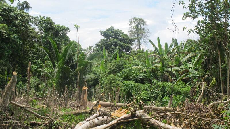 Mindestens 20 Tote bei Massakern in Papua-Neuguinea Weite Teile der Tropeninsel sind nur schwer zugänglich. (Symbolbild)