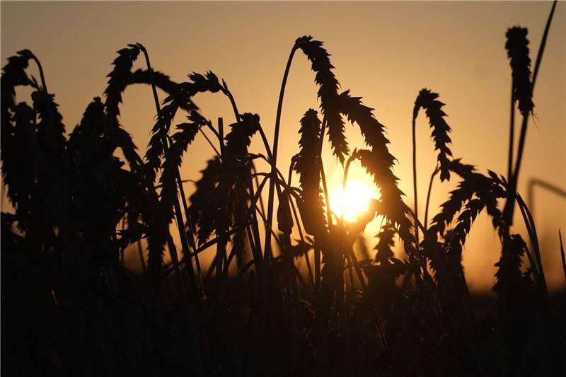 Landwirte wollen nach Regenfällen Getreideernte fortsetzen Weizen steht auf einem Feld am Stadtrand, während die Sonne aufgeht.