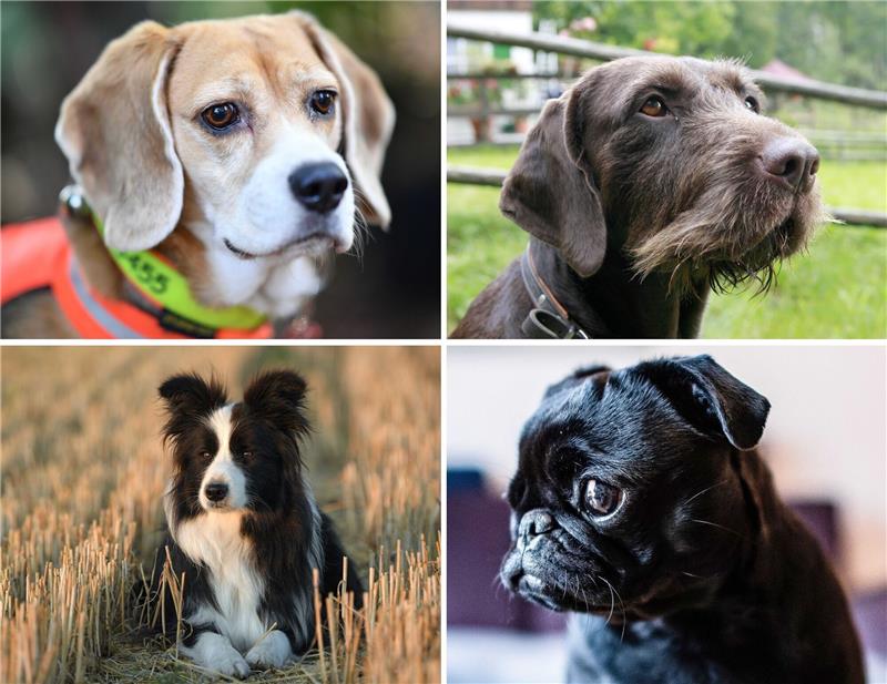 Das macht manche Hunderassen zu besonderen Spürnasen Welcher Hund hat die beste Spürnase? Diese Frage beschäftigt die Wissenschaft.
