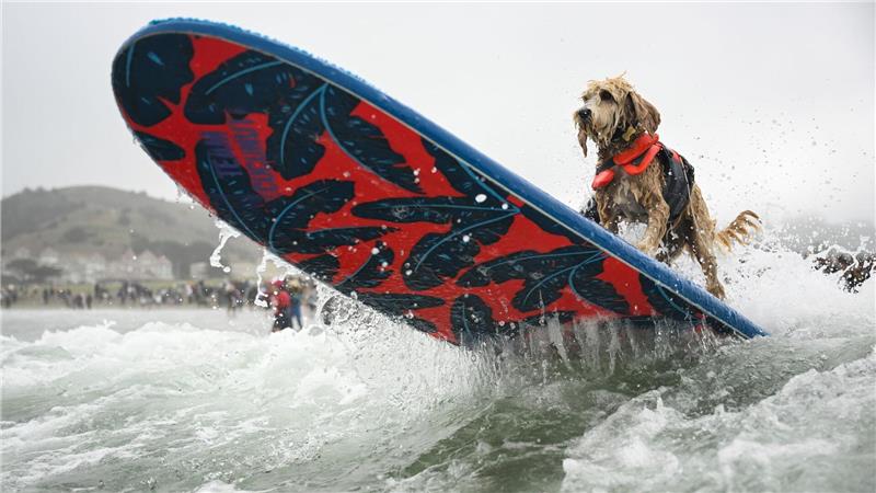 Wellenreiter Coconut surft bei der World Dog Surfing Championships durch die Brandung.