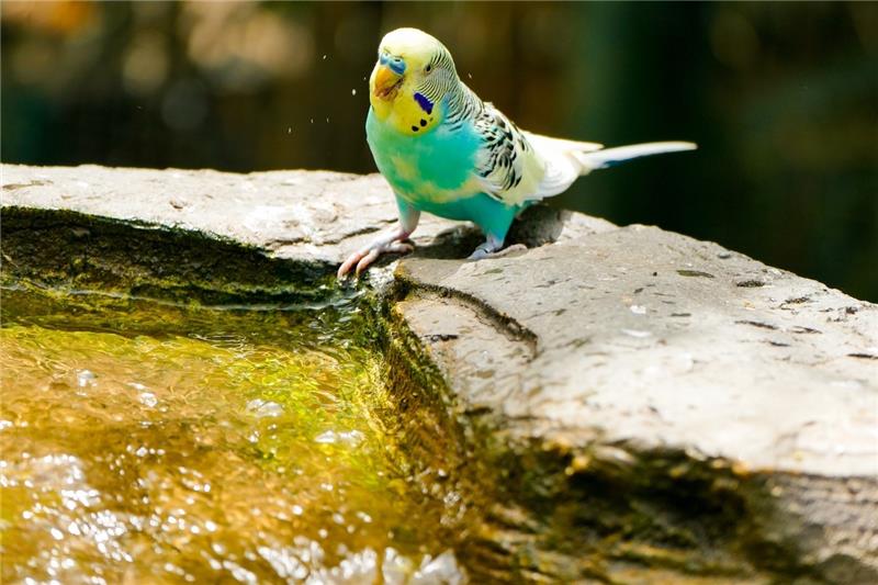 Wie Sie Ihre Haustiere vor Hitze schützen Wellensittiche baden gerne in frischem Wasser. Vor allem im Sommer sollten sie die Möglichkeit, haben sich zu erfrischen. Foto: dpa