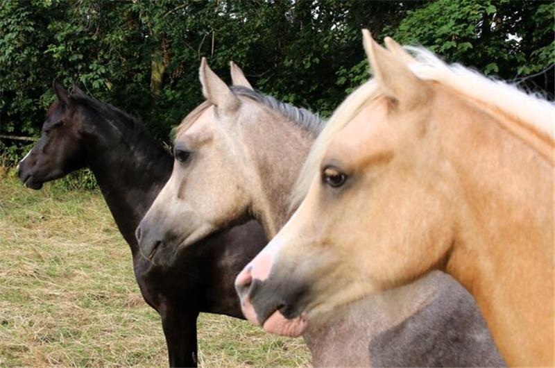 Welsh-B-Ponys sind freundliche und robuste Vierbeiner mit viel Charakter.