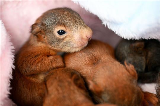 Wenige Tage alte Eichhörnchen-Babys  in einer Eichhörnchen-Auffangstation bei Bamberg. Ihre Mutter ist überfahren worden.