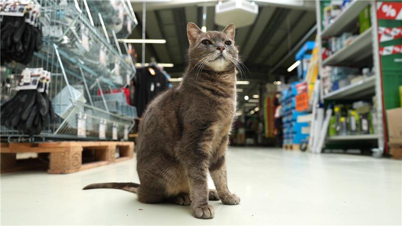 Wenn Lotti nicht auf ihrem Platz döst, geht sie auf Erkundungstour durch den Markt.
