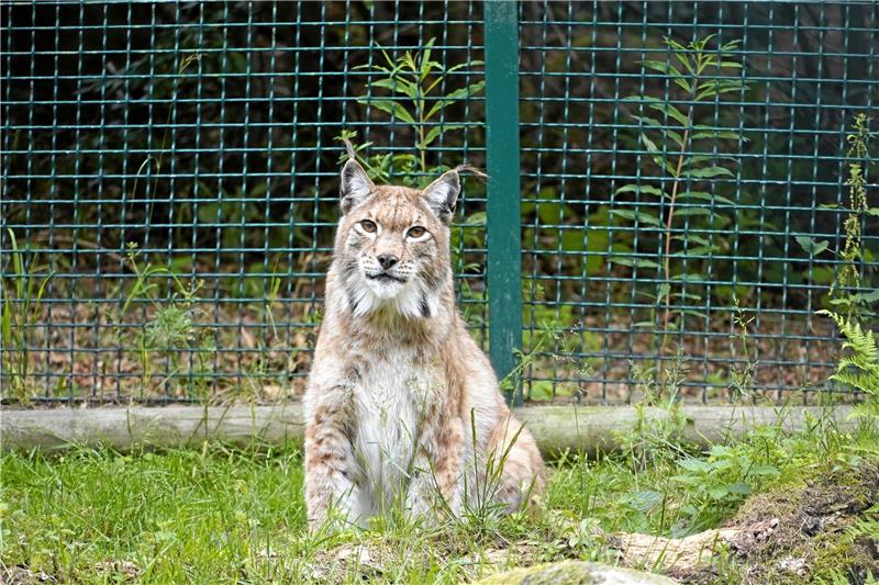 Wenn Reinhard Vierke Gäste und Einheimische am 14. Mai mit zu den Rabenklippen nimmt, sehen diese mit etwas Glück vielleicht einen der scheuen Luchse im angrenzenden Gehege. Archivfoto: Schlegel