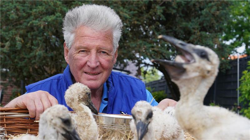 Hamburger betreut seit 50 Jahren die Störche an der Elbe Wenn Storchennachwuchs aus dem Nest fällt oder geworfen wird oder deren Eltern sich nicht mehr kümmern können, springt Storchenbetreuer Jürgen Pelch ein. In diesem Jahr musste er noch nicht aushelfen. Das Bild ist aus dem Jahr 2023.