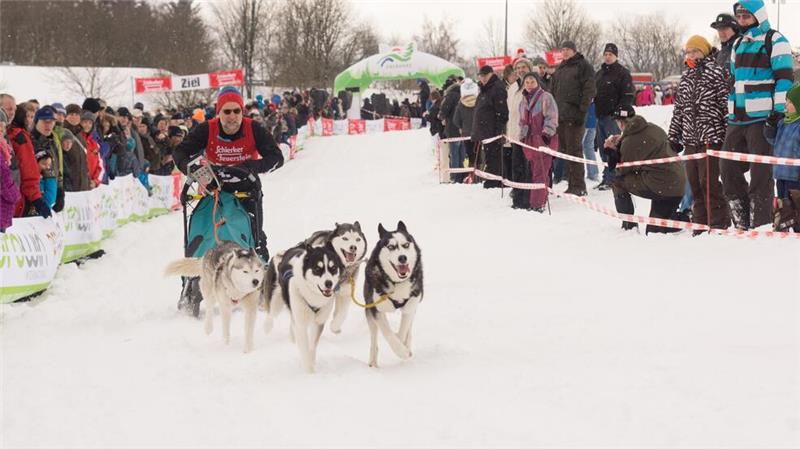 Niedliche Schlittenhunde rennen im Februar durch den Oberharz Wenn ausreichend Schnee liegt und die Schlittenhunde starten können, erfreuen sich die Rennen stets großer Beliebtheit.