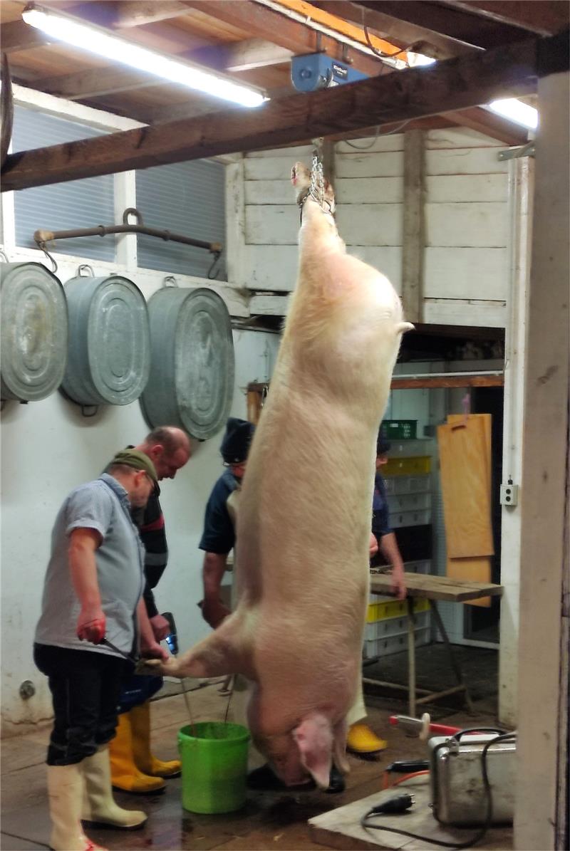 Hausschlachtungen: Jolante bringt 370 Kilo auf die Waage Wenn das Schwein am Haken hängt, muss es noch ausbluten.