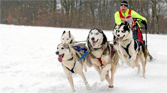 Wenn das Wetter mitspielt, rennen Anfang Februar wieder zahlreiche Schlittenhunde durch den Schnee auf der Bockswieser Höhe.