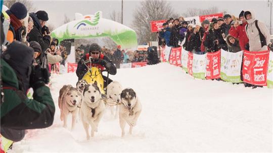 Schlittenhunde ziehen auf einer Rennstrecke einen Schlitten, auf dem ein Musher sitzt. An der Bande stehen viele Menschen und schauen zu.