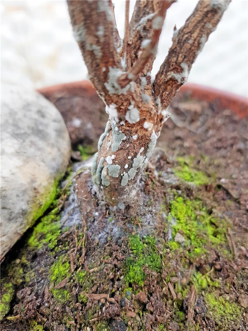 Schimmel im Blumentopf: Droht Gefahr? Wenn der Zimmerpflanzenfreund es mit dem Gießen im Winter zu gut meint, entsteht auf dem Substrat und Pflanzen in Töpfen auf der kalten Fensterbank Schimmel. Der Pelz auf dem Stamm eines Granatapfelbäumchens im abgebildeten Topf und auch das grüne Moos (ebenfalls ein Liebhaber sehr feuchten Untergrundes) wird am besten entfernt. Foto: Borchers
