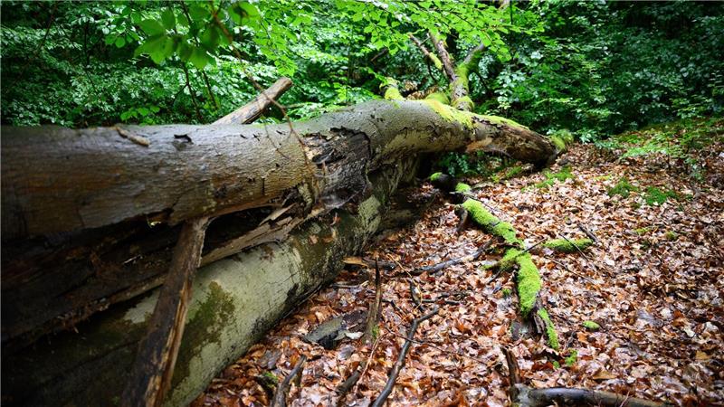 Wenn der deutsche Wald besser mit Dürre und steigenden Temperaturen zurechtkommt, kann er mehr CO2 speichern - was gut ist für das Klima. (Archivbild)
