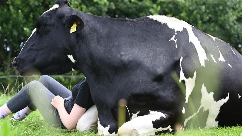 Wenn die Kuh keine Lust auf Gesellschaft oder Kuscheln hat, lässt man sie in Ruhe – jedes Rind kann einfach aufstehen und weggehen.