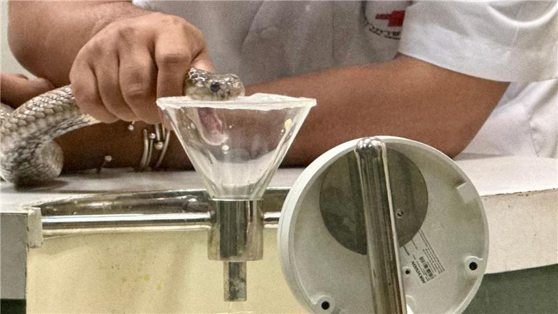 Wenn die Schlange in die Kunststoff-Membran beißt, fließt Gift aus ihrem Maul in einen Glasbehälter.