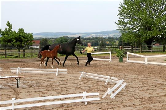 Wenn die Stute mit ihrem Fohlen eine Runde dreht, dann achten die Wertungsrichter auf Typ, die Korrektheit des Exterieurs, Bewegungsablauf und Gesamteindruck sowie die Entwicklung. Foto: Gereke
