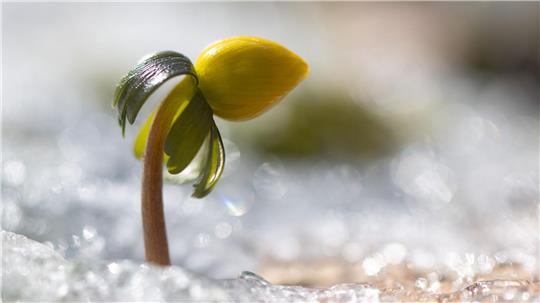 Wenn es wieder wärmer wird, erwacht die Natur.