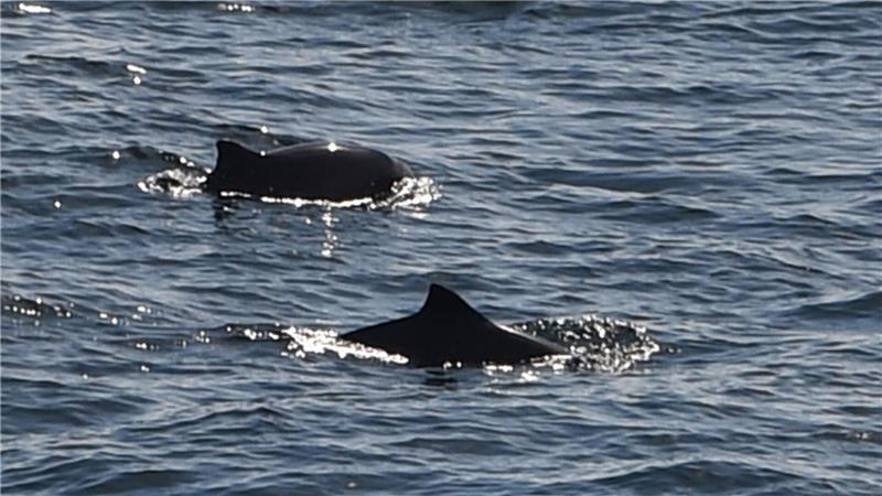 Wer Schweinswale beobachten will, braucht Geduld und Glück. (Archivbild)