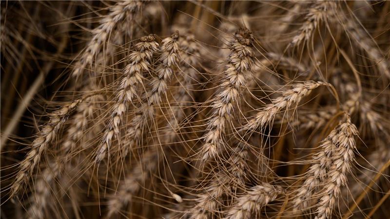 Glutenfrei leben – worauf Zöliakie-Betroffene achten müssen Wer Zöliakie hat, kann kein glutenhaltiges Getreide wie Weizen essen. (Symbolbild)