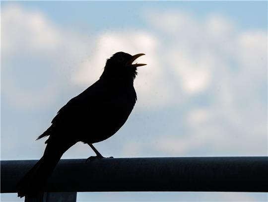 Wer bei der «Stunde der Gartenvögel» mitmachen möchte, beobachtet eine Stunde lang die Vögel im Garten, am Balkon, vor dem Fenster oder im Park.