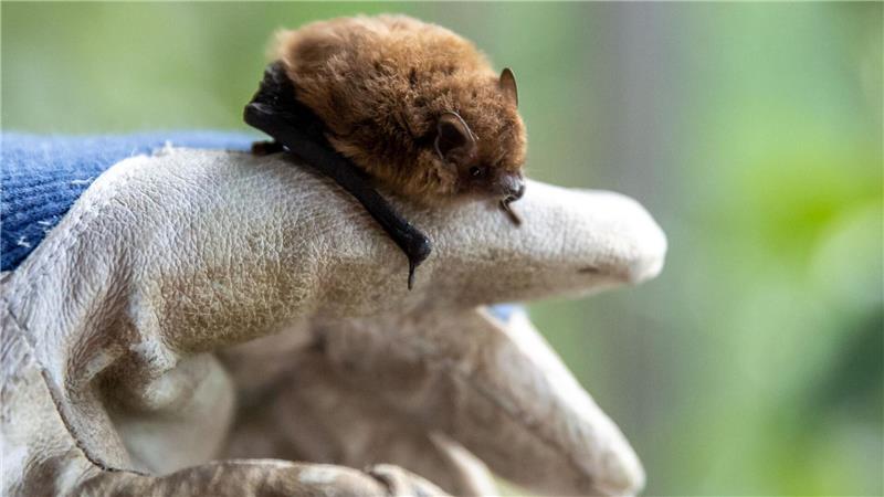 Wildtiere retten - moralische Pflicht oder schädlich? Wer eine Fledermaus findet und bergen will, sollte stets Handschuhe tragen.