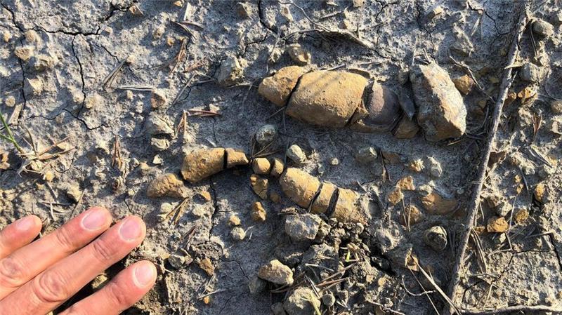 Kot- und Darm-Fossilien beschreiben Aufstieg der Dinosaurier Wer fraß vor mehr als 200 Millionen Jahren was und wen?