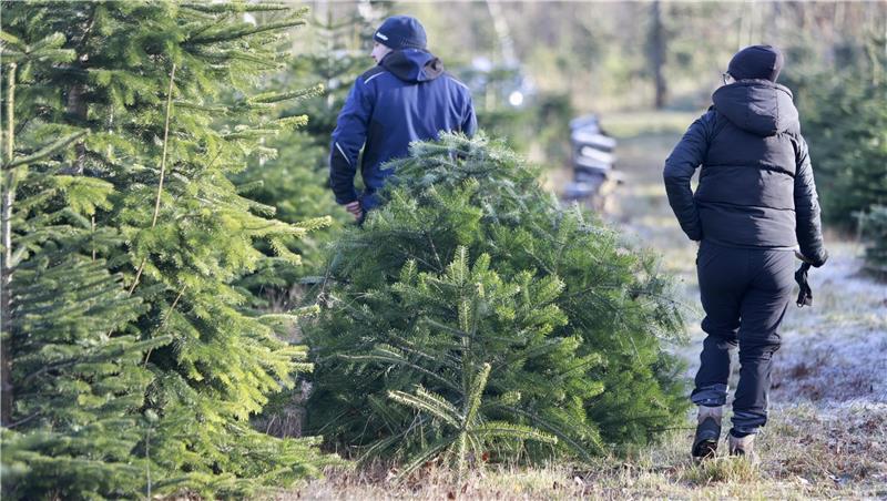 Wer früh dran ist, ergattert die stattlichsten Bäume. Doch das hilft alles nichts, wenn der Weihnachtsbaum dann zu Hause gestohlen wird.