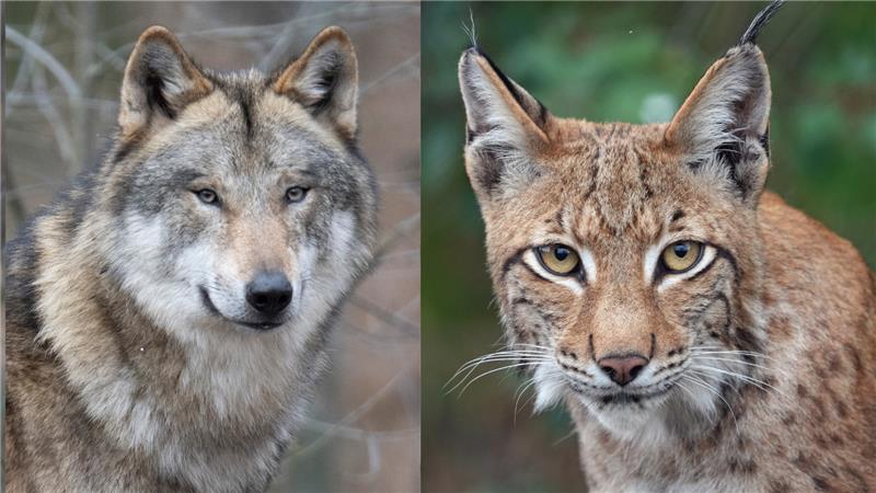 Hunde im Nordharz tödlich verletzt: War es ein Wolf? Wer hat den Hunden die schrecklichen Verletzungen zugeführt? Fotos: dpa