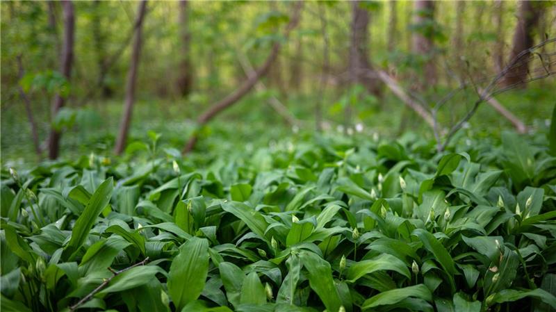 Bärlauch oder Maiglöckchen? Mehr Anrufe beim Giftnotruf Wer im Wald Bärlauch sammelt, sollte besonders auf die Stiele der Pflanzen achten.