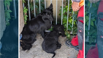 Wer kann Angaben zu der schwarzen Hündin und ihren Welpen machen?