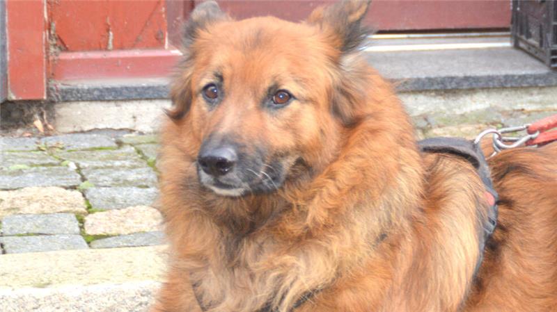 Goslarer an Krebs erkrankt – Wer kümmert sich um den Hund? Wer kann Dean bei sich aufnehmen?